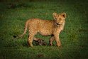 043 Masai Mara, leeuw